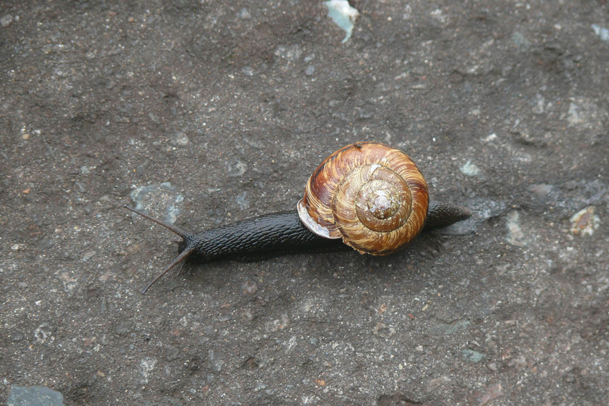 snail