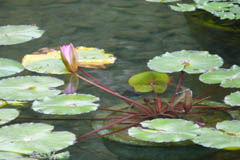 waterlilies01