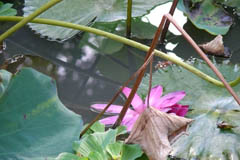 waterlilies08