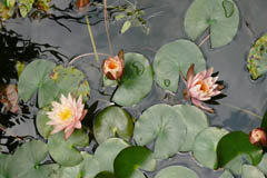 waterlilies11