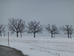 blackforest10