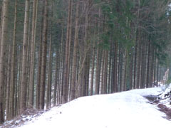 blackforest11