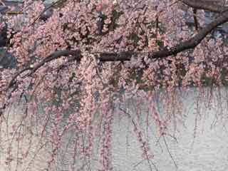 sakura02